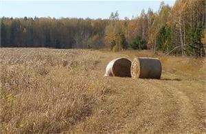Ячмень среди осота