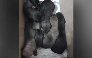 Сейчас им ищут мать