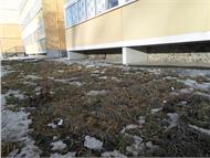 ...с приходом весны на лужайке перед многоэтажками в центре Арамили открылась... Весна показала